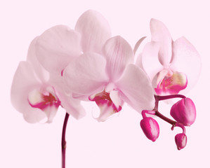 Beautiful orchid on light background