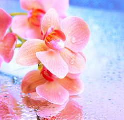 Beautiful blooming orchid on bright background