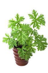 SCENTED GERANIUMS young plant in  brown pot, mosquitoes repellen