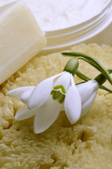Galanthus nivalis Kleines Schneeglöckchen Snödroppe