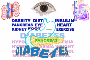 diabetes related keyword icon with pancreas and stomach