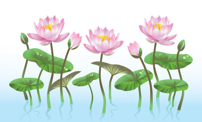 pink lotus flower - 78611098