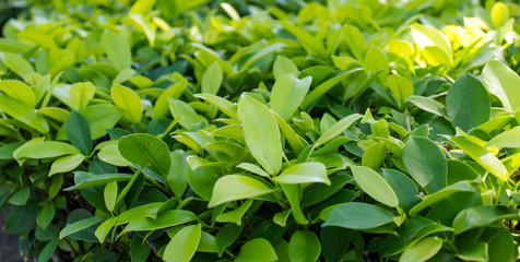 Obraz premium Green bush
