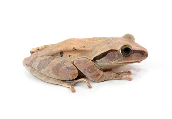 frog