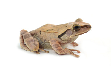 frog