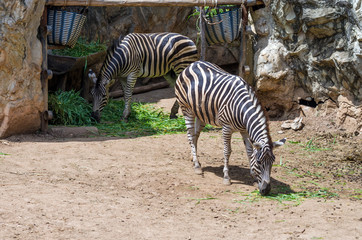 Portrait of zebras in the zoo