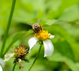 Bee on a flower