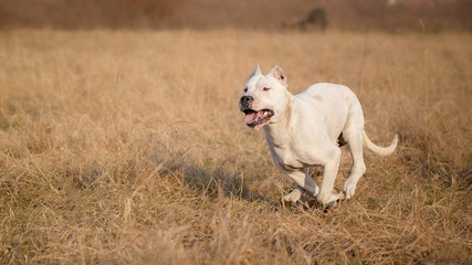 Female Dogo Argentino in run