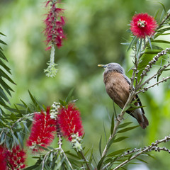 Chestnut-tailed starling in Bardia, Nepal