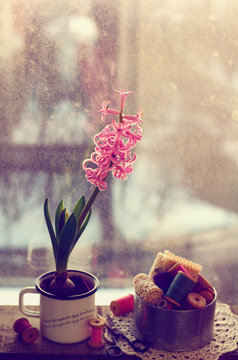 Still life  with pink hyacinth and wooden thread spools