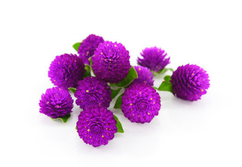 Globe amaranth beauty flower in white background