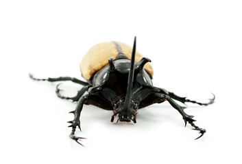 Rhinoceros beetle