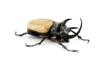 Rhinoceros beetle