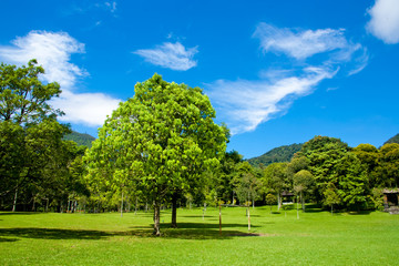 Fototapeta premium Summer landscape