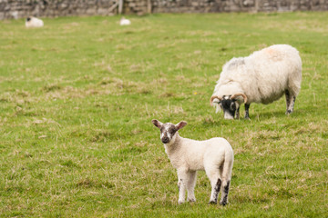 lamb with grazing ewe