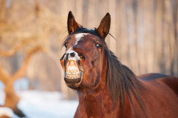 Funny bay horse smiling