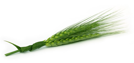 Naklejka premium Green wheat