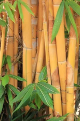 Cercles muraux Bambou Bambou doré