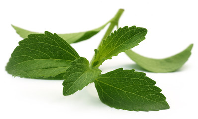 Stevia leaves