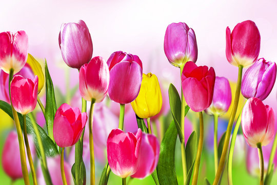 flowers tulips