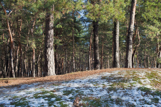 Melting Snow On Clearing In Pine Forest At Early Spring