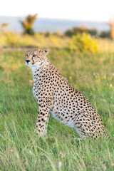cheetah