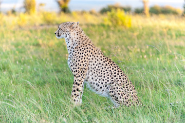 cheetah