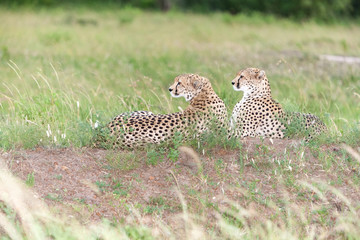 The two cheetahs
