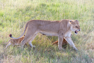 lion cub on the plains Kenya. mother with her babys