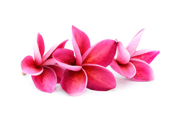 frangipani flowers isolated on the background white