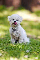 bichon in the park