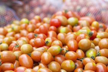 A lot of fresh tomatoes