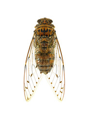 Insect cicada