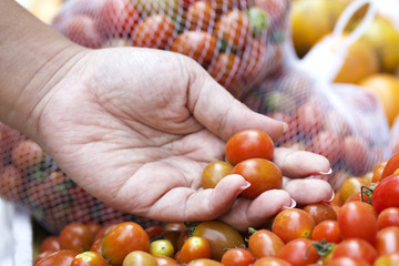 A lot of fresh tomatoes