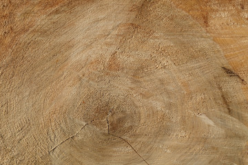 background texture wood
