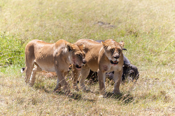 Lions Feeding