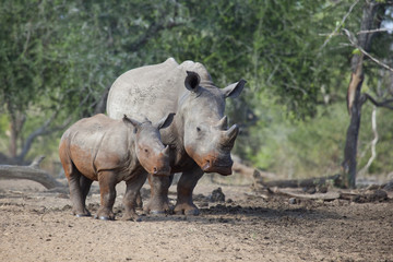 Fototapeta premium White Rhino cow and calf standing together