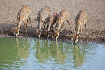 Fototapeta na wymiar Nyala antelope drinking water