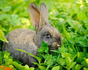 Funny baby gray rabbit on grass