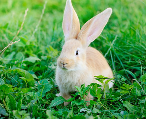 Little rabbit on green grass