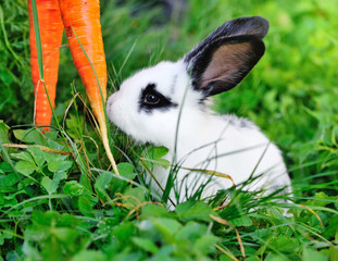 Funny baby white rabbit with a carrot on grass