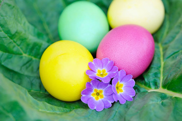 Fototapeta na wymiar Colored easter eggs with violet flowers
