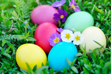 Colored easter eggs with primrose on green grass