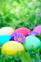 Colored easter eggs with primrose on green grass