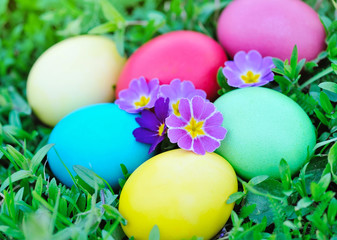 Fototapeta na wymiar Colored easter eggs with primrose on green grass