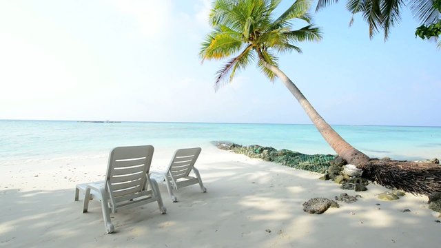 Tropical white sand beach with palm trees