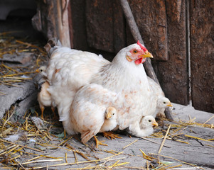 Hen with chickens