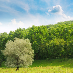 forest ,green meadow and blue sky