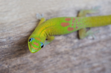 Gold Dust Day gecko-Phelsuma laticauda. Hawaii.
