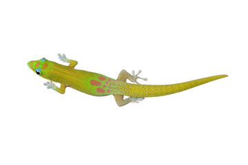 Gold Dust Day gecko-Phelsuma laticauda, on white. Hawaii.